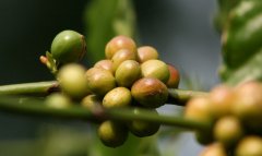 Characteristics of coffee fruit structure map! (including anatomical drawing)