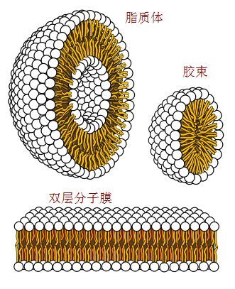 咖啡拉花中的流体力学