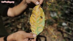 Coffee leaf rust