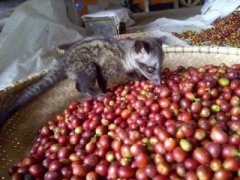 Reveal the secret that the top Kopi Luwak civet only chooses good beans to eat.