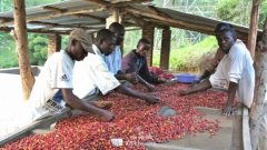 Yemen, a coffee-producing region in Asia