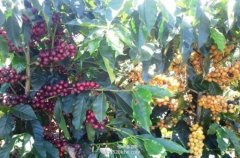 Understand the development history of coffee in China