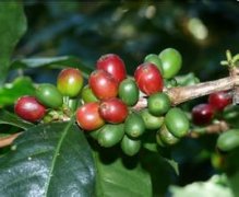 Coffee cultivation requirements for the environment