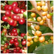 Five characteristics of coffee trees