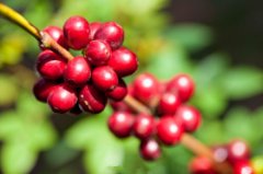 What does a coffee cherry look like?