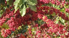 Coffee knowledge-- about the growth process of Coffee trees