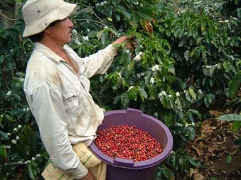 明家自家烘焙之精品咖啡（八）哥斯达黎加Costa wbrRica