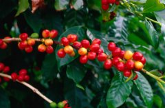 Coffee harvest time of coffee beans in the main producing areas of the world