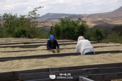 Yega Snow Coffee, a fine coffee producing area in the world.