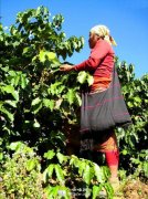 Introduction to Ethiopia producing area of World Fine Coffee