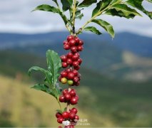 Introduction to Coffee Tree knowledge Coffee