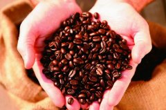 Coffee Bean Encyclopedia about 