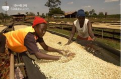 Panamanian coffee beans from the world's finest coffee production area