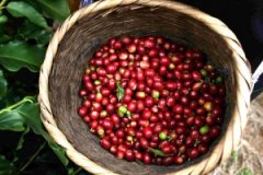 Coffee beans Oceania Papua New Guinea boutique single coffee beans