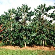 Coffee beans and coffee trees types of coffee trees