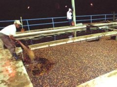 Introduction of water washing method for the treatment of raw coffee beans