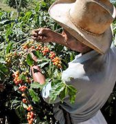 Processing of raw coffee beans picking of coffee fruits