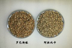 Comparison between Arabica and Robbosa beans in Coffee Encyclopedia