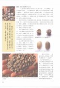 The basics of coffee beans The selection of coffee beans and hand selection skills