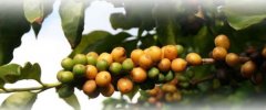 Boutique coffee beans American Hawaiian coffee