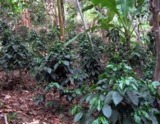 Production of coffee beans coffee output