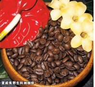 About wild coffee.