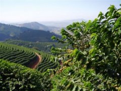 Source of Coffee Industry chain-Coffee Garden