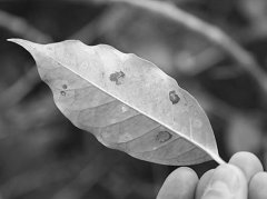 Scientists propose new way to fight coffee leaf rust