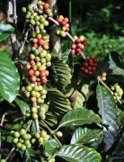 Diagrams of the world-famous Kopi Luwak making process in Coffee Encyclopedia