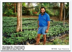 Primary processing of coffee washed coffee in Sigri farm