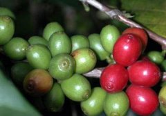 Coffee berries are picked and dried.