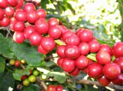 How to treat fresh coffee fruit into raw coffee beans