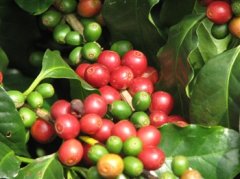 Initial processing requirements of Yunnan Coffee (Arabica species)