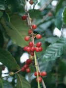 The flavor of coffee beans Ethiopian Harald coffee