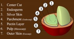 Boutique Coffee study the internal structure diagram of coffee cherry