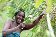 Coffee-producing countries export volume Uganda exports coffee volume increases