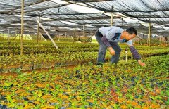 Zhenan, Yunan County, Yunfu County, Guangdong Province expands the scale of coffee bean breeding