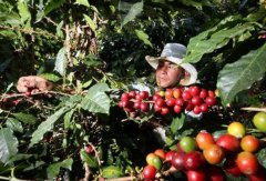 Rust disease reduces coffee production in eight Latin American countries