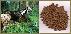 The world's most expensive coffee, Sumatran civet coffee.