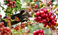 The world's most expensive coffee Kopi Luwak costs $160 per pound.
