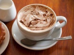 Japanese latte pull flower shows lifelike cat pattern