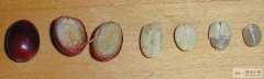 Basic knowledge of Coffee picking of raw coffee beans