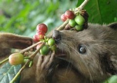 Elephant dung coffee at $1100 per kilogram