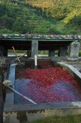 Wet treatment methods and steps for processing Yunnan Coffee beans