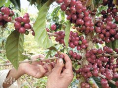 Record of the process of picking coffee beans in Laos