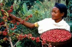 A brief introduction to the processing methods of Coffee beans