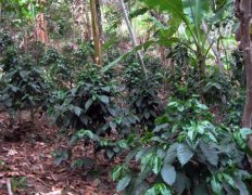 The production of coffee beans with basic knowledge of fine coffee