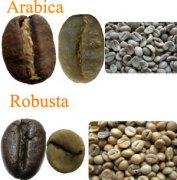 The basic knowledge of Robusta in boutique coffee