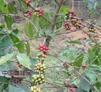 The main producing areas of Coffee and the characteristics of strict selection of beans