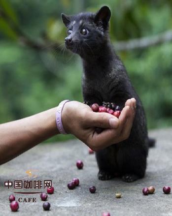 麝香猫咖啡的原理